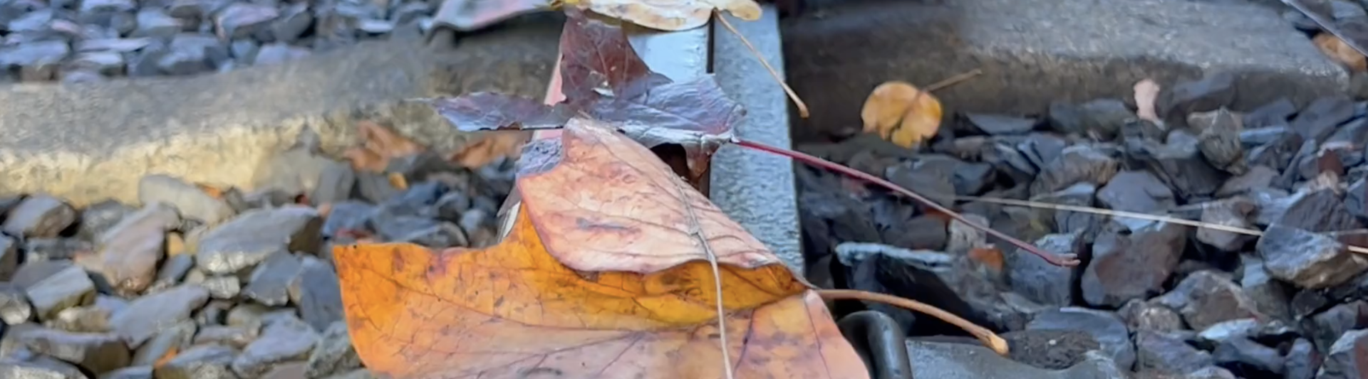 It's not just a leaf