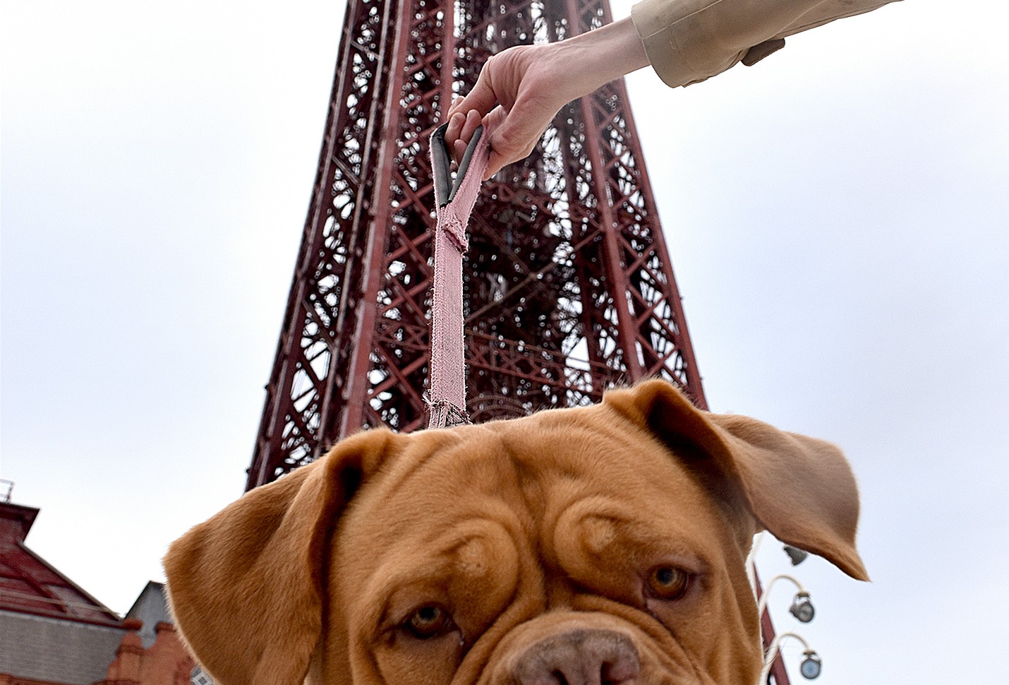 dogs-at-blackpool-2