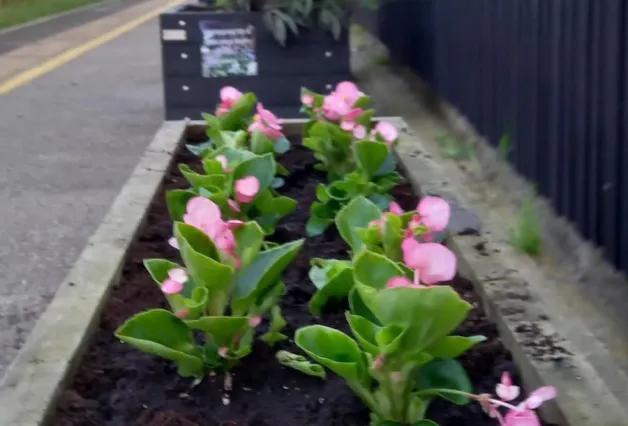 image-shows-flower-beds-2-at-squires-gate-station
