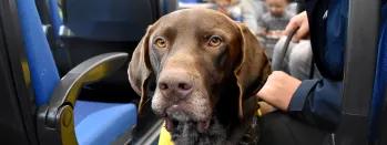 Dogs at Blackpool 8 dogs-at-blackpool-8