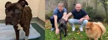 Molly the rescue dog 1s5ha-t4j1w-pzqx0-8nj3r-umwrf