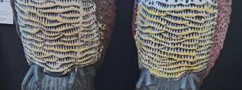 This image shows the plastic owls that are being used at Morpeth station this-image-shows-the-plastic-owls-that-are-being-used-at-morpeth-station