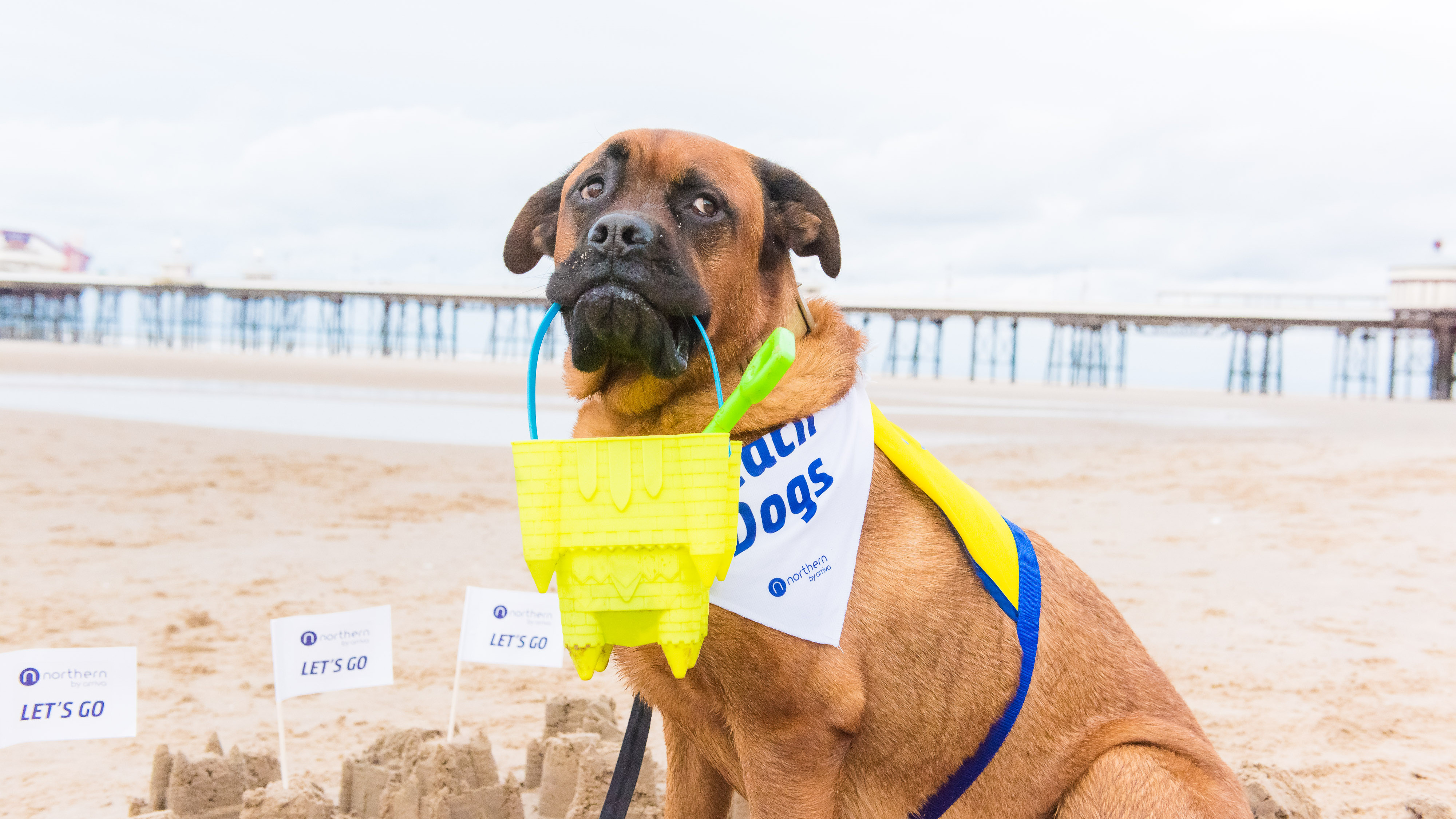 Dogs at Blackpool 10