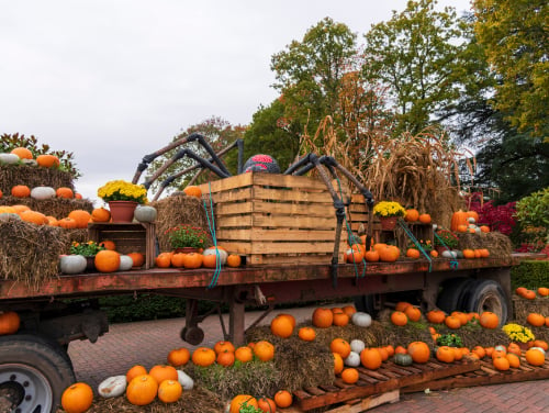 Back of lorry with pumpkin display and a giant fake spider on top